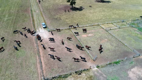 Drone-rise-up-over-horses-on-ranch