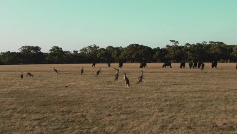 4k-Aerial-group-of-kangaroos-in-a-field-Drone-truck-left-to-right-shot