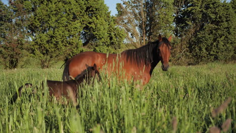 Mother-horse-and-foal-cinematic-pan