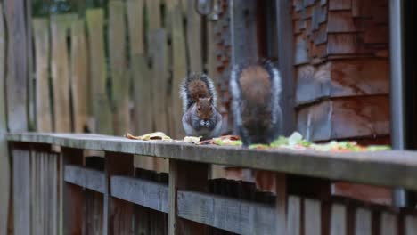 A-close-up-of-two-squirrels-eating-some-leftover-food-together-1