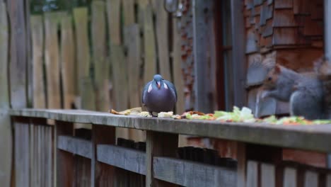 A-close-up-of-a-pigeon-and-a-squirrel-eating-some-leftover-food-together