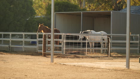Still-shot-of-horses-in-stables-during-golden-hour