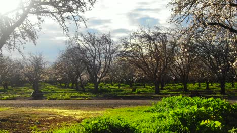 Almond-orchard-blossoms,-drone-video-near-ground-level-to-flight-over-orchard