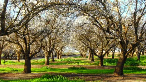 Almond-orchard-in-bloom,-low-drone-flight-under-tree-branch-arches