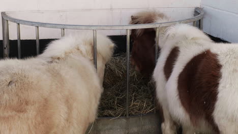 Ponny-Feeding-Fresh-Grass-in-Zoo-Black-White-and-Brown-Ponny-Cute-Small-Animal-Baby-Horse-natural-Organic-Feeding-Farm-Wild-Free-Range