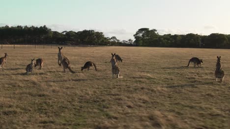 4k-Aerial-group-of-kangaroos-standing-in-a-field-Drone-truck-right-to-left-shot