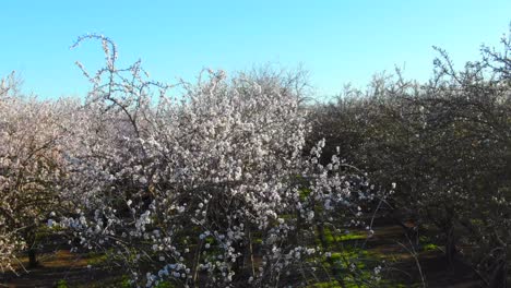 Almond-orchard-in-bloom,-drone-flight-low-over-trees