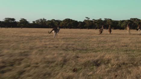 4k-Aerial-group-of-kangaroos-running-in-field-Drone-following-them