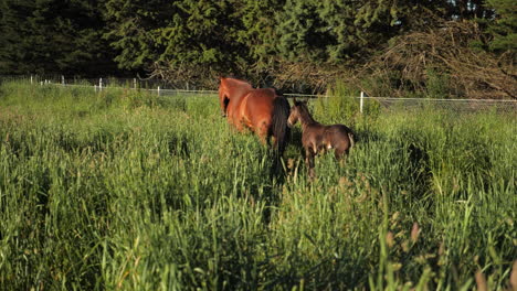 Pferd-Mit-Babyfohlen-Im-Feldlauf