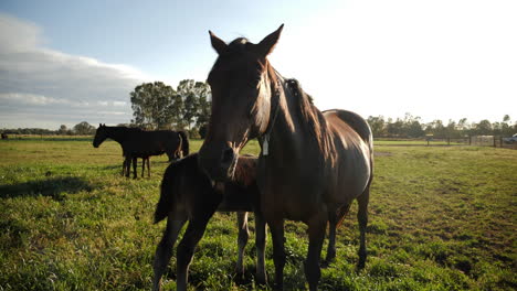 Mare-protecting-foal-in-paddock-on-ranch