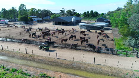 Horses-in-pen-mingling-on-a-farm,-drone-flyover