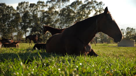 Peaceful-horse-relaxing-in-field-sun-flare