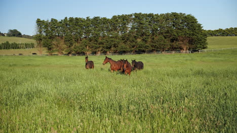 Horses-approaching-camera-in-open-field