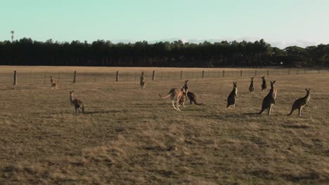 4k-Aerial-group-of-kangaroos-in-a-field-Drone-truck-right-to-left