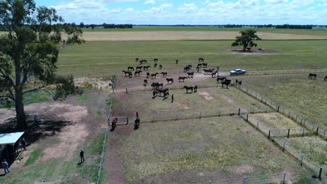 Horses-in-remote-paddock-drone-flyover