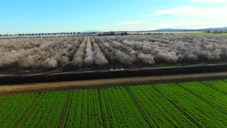 Almond-orchard-and-green-crop-drone-flight