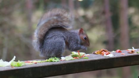 A-close-up-of-a-squirrel-eating-some-leftover-food-1