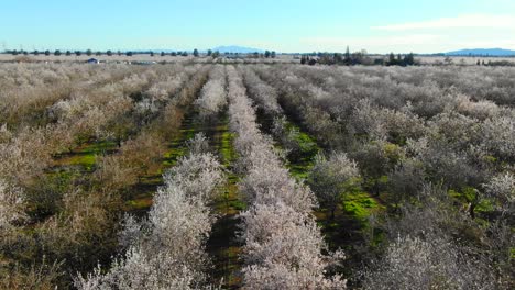 Almond-orchard-in-bloom-drone-flight-from-left-to-right