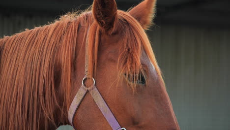 Close-up-of-brown-horse-during-golden-hour