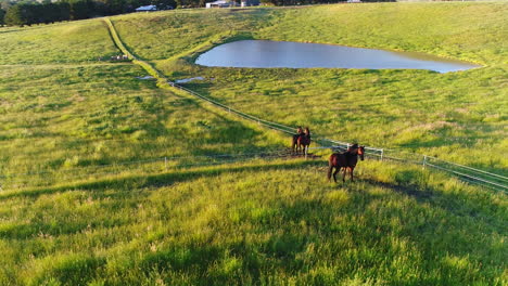 Beautiful-horses-in-field-looking-majestic