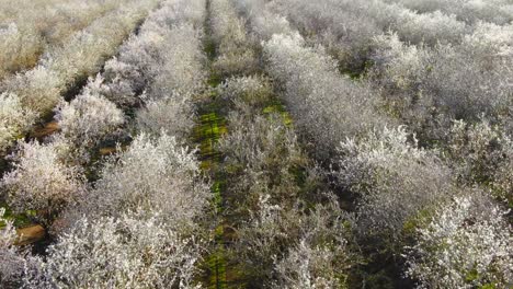 Almond-orchard-in-bloom,-drone-flight-forward-with-pan-up