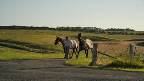 Man-walking-two-horses-up-path-during-golden-hour