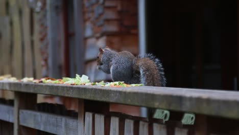 Eine-Nahaufnahme-Eines-Eichhörnchens,-Das-Essensreste-Frisst