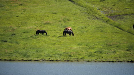 Distant-beautiful-horses-in-green-lush-paddock