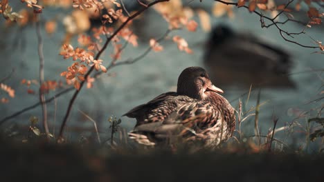 A-close-up-of-a-female-mallard-duck-sits-on-the-bank-of-the-pond-under-the-tree