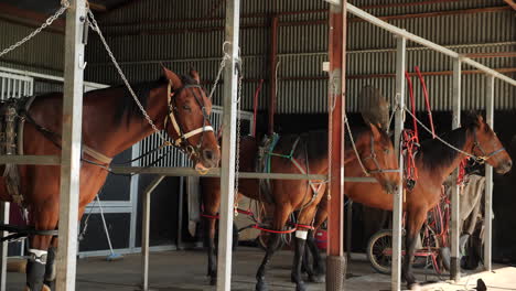 Racing-horses-tied-up-before-racing