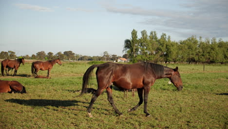 Herd-of-horses-walking-peacefully-in-paddock
