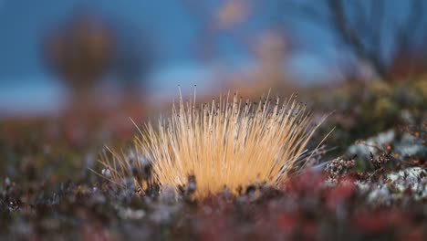 A-close-up-of-the-colorful-lichen-and-moss,-covering-the-ground-in-the-Norwegian-tundra