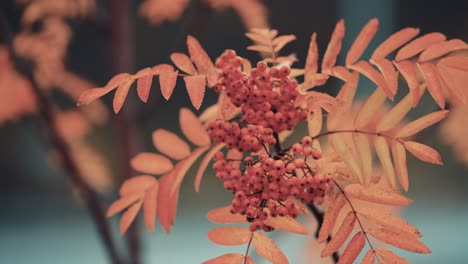 A-close-up-of-the-rowan-tree-branch-on-the-blurry-background-2