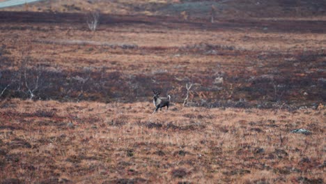 A-young-reindeer-running-in-the-autumn-tundra-Withered-grass-covers-the-ground