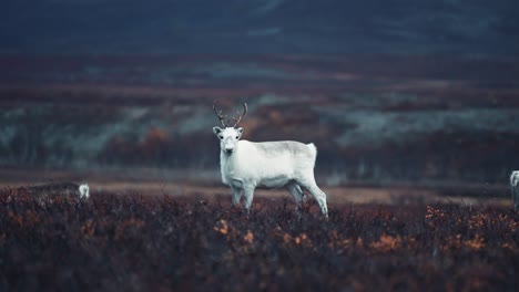 A-close-up-of-a-young-reindeer-in-the-autumn-tundra-on-the-Stokkedalen-plateau