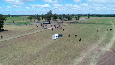 Car-with-horse-trailer-driving-through-horses-field