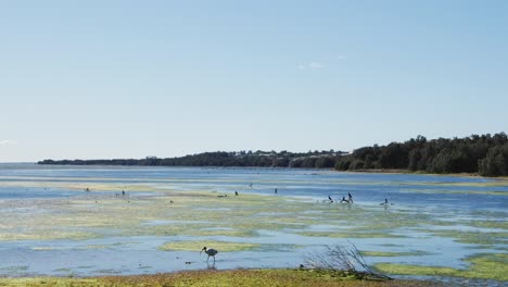 Slow-motion-landscape-scenic-shot-of-Long-Jetty-Tuggerah-lakes-bird-ibis-swamp-river-Central-Coast-tourism-NSW-Australia-HD