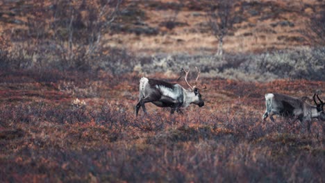 Eine-Kleine-Gruppe-Rentiere-Auf-Dem-Weg-Durch-Die-Herbstliche-Tundra