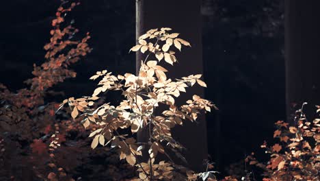 Eine-Nahaufnahme-Der-Goldenen-Blätter-Auf-Einem-Zarten-Zweig,-Der-Von-Der-Herbstsonne-Hinterleuchtet-Wird