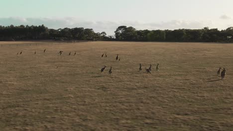 4k-Aerial-group-of-kangaroos-standing-in-a-field-Drone-tracking-shot