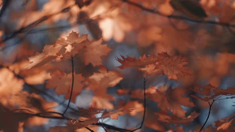 Eine-Nahaufnahme-Der-Hellen-Herbstblätter,-Die-Von-Der-Warmen-Sonne-Hinterleuchtet-Werden