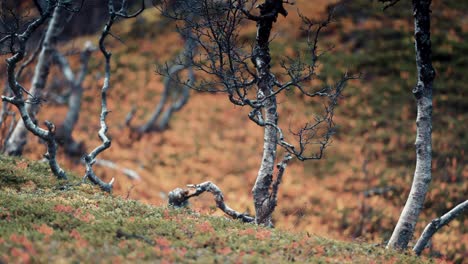 Gnarled-and-twisted-branches-of-the-dwarf-birch-tree