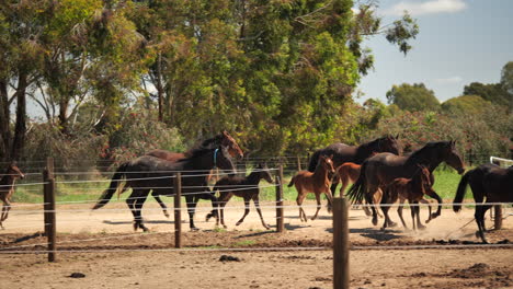 Horses-running-together-towards-desired-paddock