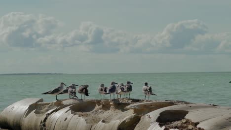 Seagulls-on-rocks-on-a-sunny-day-with-clouds-in-the-horizon,-Holbox,-Yucatan,-Mexico