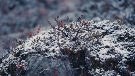 The-fresh-first-snow-sprinkled-over-the-low-bushes-and-withered-grass-in-the-tundra