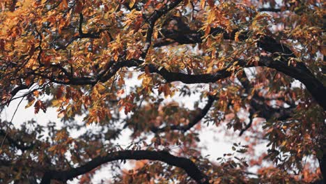 Goldenes-Herbstlaub-Auf-Den-Verschlungenen-Ästen-In-Den-Von-Der-Sonne-Hinterleuchteten-Baumwipfeln