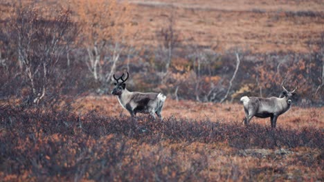 Drei-Junge-Rentiere-In-Der-Herbstlichen-Tundra