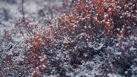 The-fresh-snow-sprinkled-over-the-low-bushes-and-withered-grass-in-the-tundra