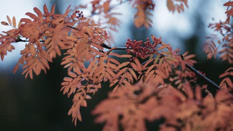 A-close-up-of-the-rowan-tree-branch-on-the-blurry-background-1
