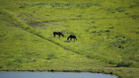 Horses-in-far-away-paddock-slow-mo